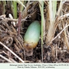 melanargia russiae azerbaijan pupa 3